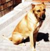 A tan Perro Cimarron is sitting on a sidewalk and it is looking to the right.