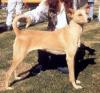 A tan with white Cretan Hound is standing in grass and it is being posed by a person kneeling behind it.