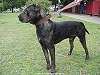 A black Canary Dog is standing on grass and he is looking to the left.