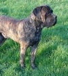 A brown Cao de Moure is standing in grass and it is looking to the right.