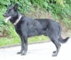 Left Profile - A black Cierny Sery is standing on a sidewalk and it is looking to the left. Its mouth is open and tongue is out.