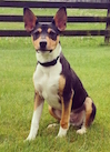 A black with tan and white Decker Hunting Terrier is sitting in grass and looking forward. There is a wooden fence behind it.