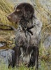 A wet black and grey Deutscher Wachtelhund is sitting in grass and looking to the left. There is a small amount of water behind them.