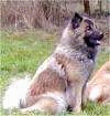 The right side of a grey, tan and white Eurasier is sitting in grass and looking to the right.