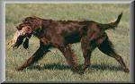 A chocolate German Longhaired Pointer is walking across a field and it has a pheasant in its mouth.