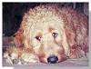 Close up - A Goldendoodle is laying down on a carpet.