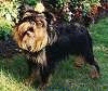 A black with tan Griffon Bruxellois is standing in grass and it is looking forward. Its head is slightly tilted to the right.
