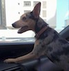 A small colorful dog with large perk ears in the front seat of a car with its paws on the dashboard