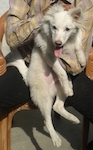 A medium sized fluffy white dog with perk ears, a brown nose, dark eyes being held in the arms of a person in a tan shirt. The dog has its pink tongue hanging out.