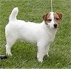 The right side of a white with brown Jack Russell Terrier is looking forward.