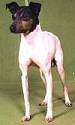 Close up - A white with black and tan Japanese Terrier is standing on a green backdrop and it is looking to the left.