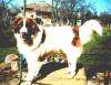 A white with brown Bulgarian Shepherd Dog is standing on a rock and it is looking forward.