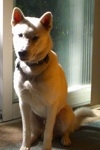 A kish Ken is sitting on a carpet in front of a sliding door and it is looking down and to the left.