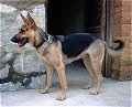 A black and tan Kunming dog is standing on a porch. Its mouth is open and tongue is out. It is looking to the left.