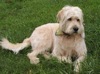 A tan American Labradoodle is laying in grass and it is looking forward.