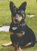 A black with tan Lancashire Heeler is sitting in grass and it is looking forward.