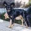 A black with tan Russian Toy is standing on a wooden beam and it is looking forward. There is a person standing behind it.