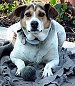 Close up - A white with black and tan Mountain Feist is laying on a dog bed and there is a ball in front of it. The dog is looking forward.