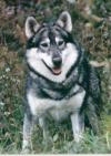 A black with white Native American indian Dog is standing in grass and it is looking forward. It looks like it is smiling.