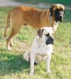 A brown with black Nebolish Mastiff is standing behind a tan with black Nebolish Mastiff. They are outside in grass and they are looking to the right.