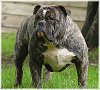 A grey with white Olde Victorian Bulldogge that is standing on grass and it is looking to the left.