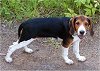 Right profile - A black and white with brown Estonian Hound is standing on a dirt path and behind him is a bush. It is looking forward.