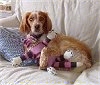 A tan with white French Brittany is laying on a couch and it is laying its arm around a pink and black with white doll.