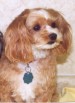 Close up - A red with white Malti-Poo is sitting on a carpet and it is looking to the right.