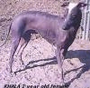 A grey with white Hairless Khala is standing in dirt and it is looking to the left.