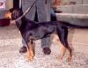 Left Profile - A black with tan Hellenikos Ichnilatis is standing on a dirt surface and it is looking to the left. There is a person standing behind it.