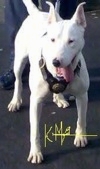 Close up - A white Pakistani Bull Terrier is standing on a blacktop surface and it is looking forward. Its mouth is open and tongue is out.