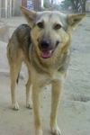 Close up - A black with tan Pakistani Shepherd Dog is standing in an alley and it is looking forward. Its mouth is open and it looks like it is smiling.