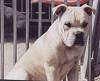 Close up - A white with tan Perro de Presa Mallorquin is sitting in front of a fence and it is looking forward.