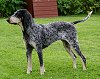 A black with white and tan Petit Bleu de Gascogne is standing in grass and it is looking to the left.