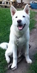 A white Pungsan dog is sitting on a dirt path through a field. Its mouth is open, it looks like it is smiling and it is looking up.