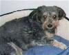 Close up - A black with tan Schnoodle is laying in a dog bed and it is looking forward.