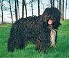 A black with white Schapendoes is standing in grass and it is looking forward. Its mouth is open and tongue is out.