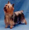 A black with brown Silky Terrier is standing on a blue surface and it is looking up and to the left.