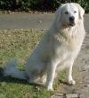 A white Slovensky Cuvac is sitting on grass and it is looking forward.