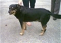 A black with tan Smalandsstovare is standing on a concrete surface and it is looking to the left.