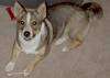 A black and tan with white Swedish Vallhund is laying on a carpet and it is looking up.