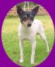 A white with black Tenterfield Terrier is standing in grass and it is looking to the right.