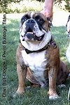 A tan with white and black Titan Bull-Dogge is sitting in grass and looking forward. There is a perons holding its collar.