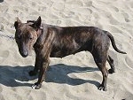 A brown with black Titan Terrier is standing across sand and he is looking forward.