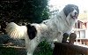 A white with black Bosnian-Herzegovinian Sheepdog is standing up against a chair and it is looking forward. Its mouth is open and tongue is out.