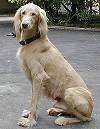 A tan Taigan is sitting on a blacktop surface and it is looking forward.