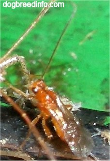 A shiny orange bug with wings