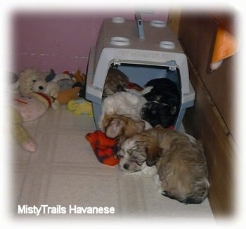 A couple puppies sleeping around a crate in the back of the whelping box. There are plush toys in the corner outside of the crate.