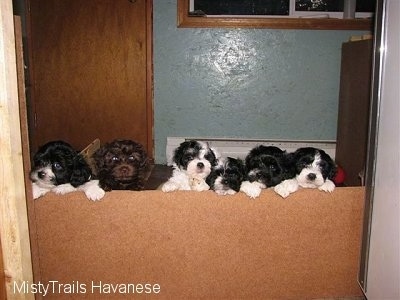 A litter of Havanese Puppies that are standing up against a small wall in front of them.