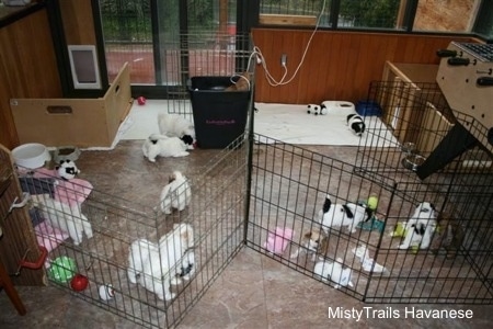 A litter of young puppies playing inside of a wire rack enclosure inside of a house.